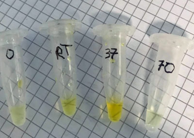 Hier ist z. B. die unterschiedliche Enzymaktivität bei unterschiedlichen Temperaturen (RT steht für Raumtemperatur) zu sehen. Je stärker gefärbt, desto höher ist die Enzymaktivität.