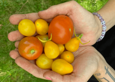 Tomaten aus dem Schulgarten